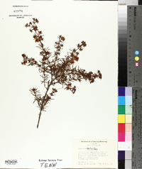 Hypericum galioides image