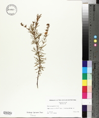 Hypericum galioides image