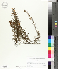 Hypericum galioides image