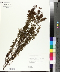 Hypericum galioides image