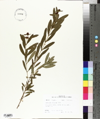 Hypericum frondosum image