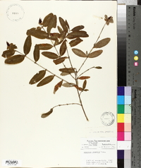 Hypericum frondosum image