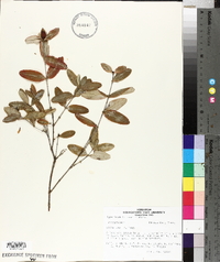 Hypericum frondosum image