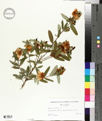 Hypericum frondosum image