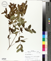 Hypericum frondosum image