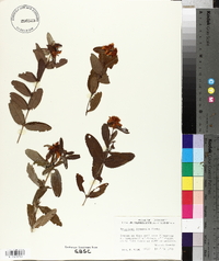 Hypericum frondosum image