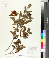 Hypericum frondosum image