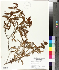 Hypericum frondosum image