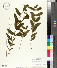 Hypericum frondosum image