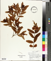 Hypericum frondosum image