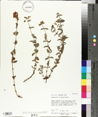 Hypericum formosum image