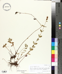Hypericum formosum image