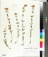 Hypericum formosum image