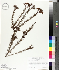 Hypericum fasciculatum image