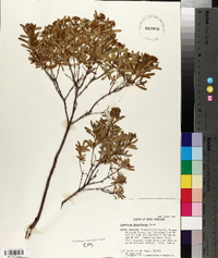 Hypericum densiflorum image