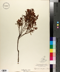 Hypericum densiflorum image