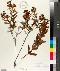 Hypericum densiflorum image
