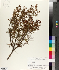 Hypericum densiflorum image