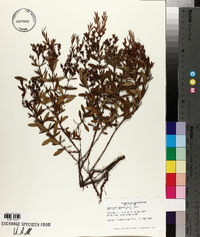 Hypericum densiflorum image