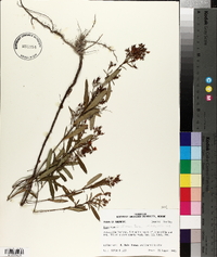 Hypericum densiflorum image