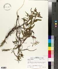 Hypericum densiflorum image