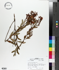 Hypericum densiflorum image