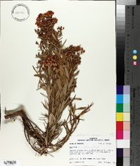 Hypericum densiflorum image