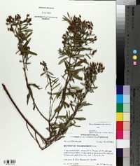 Hypericum densiflorum image