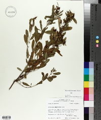 Hypericum densiflorum image