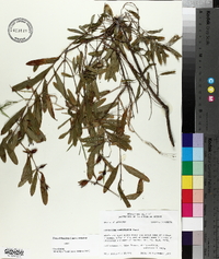 Hypericum densiflorum image