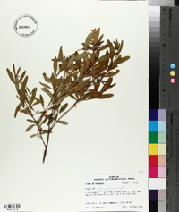 Hypericum densiflorum image