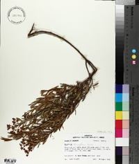 Hypericum densiflorum image