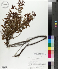 Hypericum galioides image