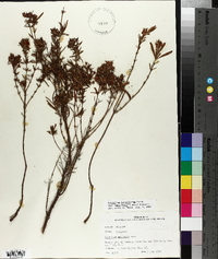 Hypericum densiflorum var. lobocarpum image