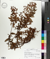 Hypericum densiflorum image