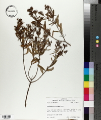 Hypericum densiflorum image
