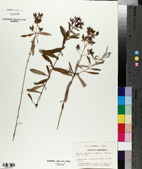 Hypericum densiflorum image