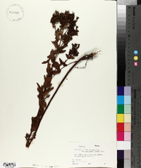 Hypericum punctatum var. pseudomaculatum image