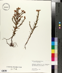 Hypericum sphaerocarpum image