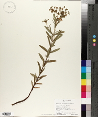 Hypericum sphaerocarpum image