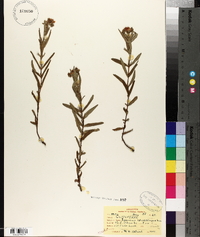 Hypericum sphaerocarpum image