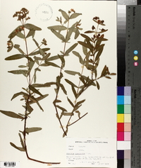 Hypericum sphaerocarpum image