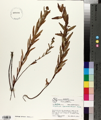 Hypericum sphaerocarpum image