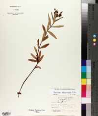 Hypericum sphaerocarpum image