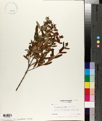 Hypericum prolificum image