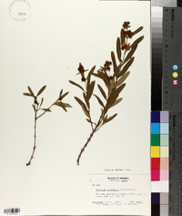 Hypericum prolificum image
