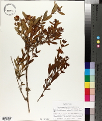 Hypericum prolificum image