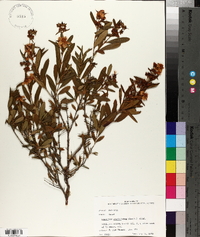 Hypericum prolificum image