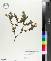 Hypericum tetrapetalum image