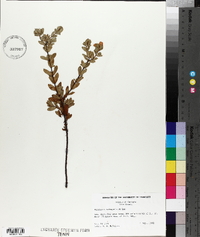 Hypericum tetrapetalum image